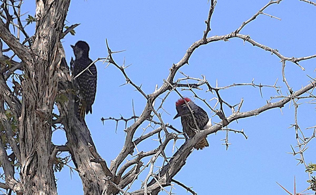 Cardinal Woodpecker - ML645680539