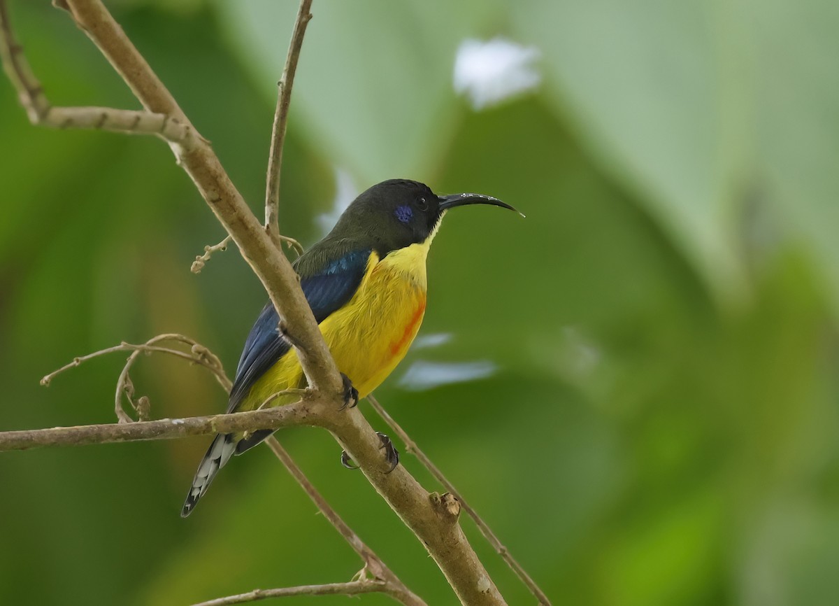 strdimil mindanajský - ML645680541