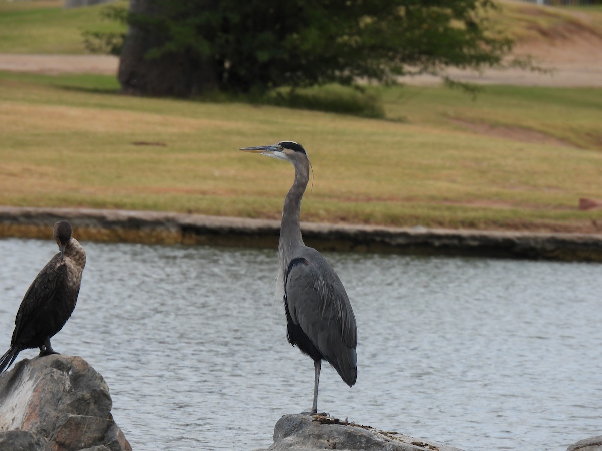 Great Blue Heron - ML645680544