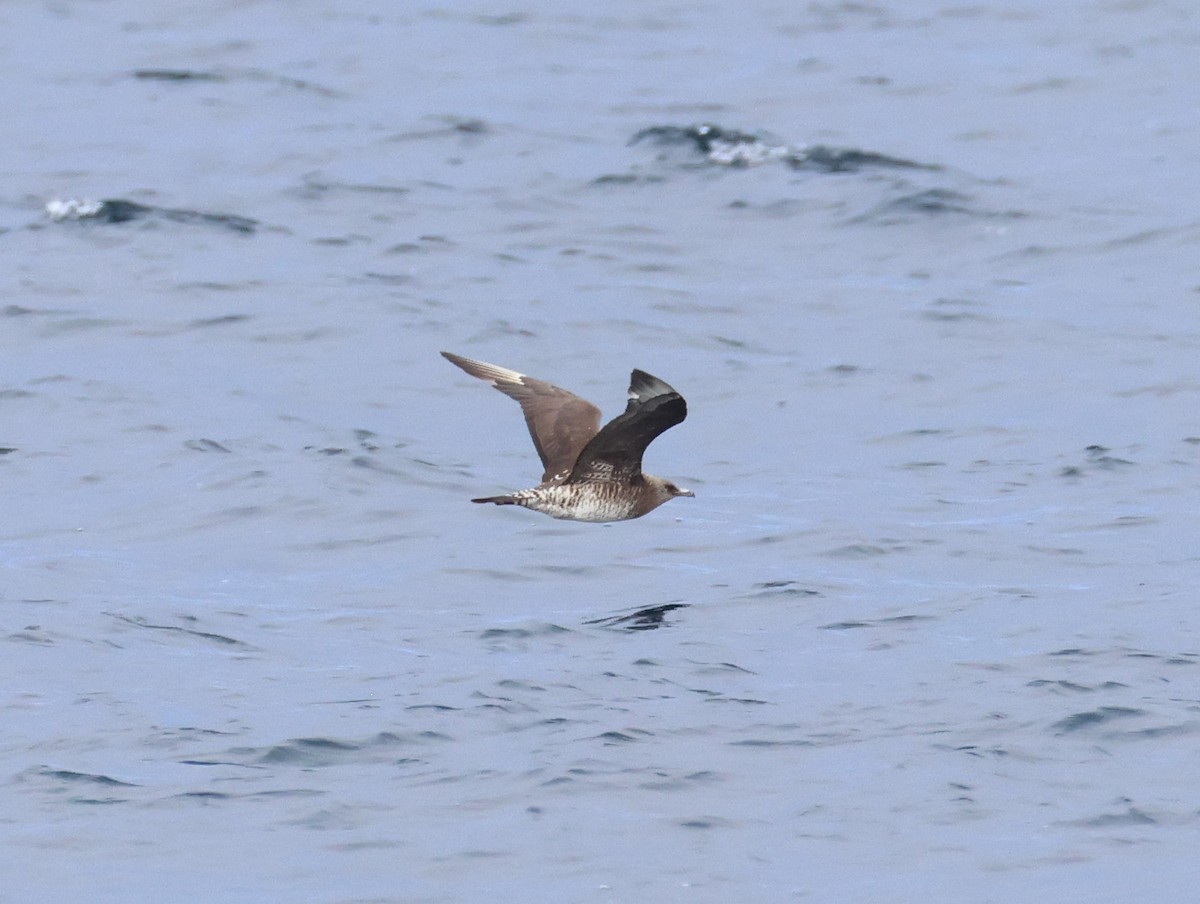 Marikaka isatsbihurra - ML645680550