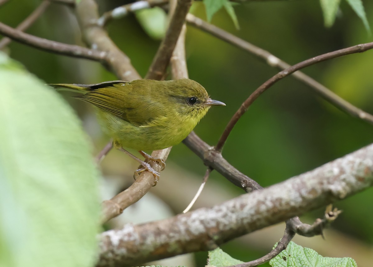 Вівчарик острівний - ML645680551