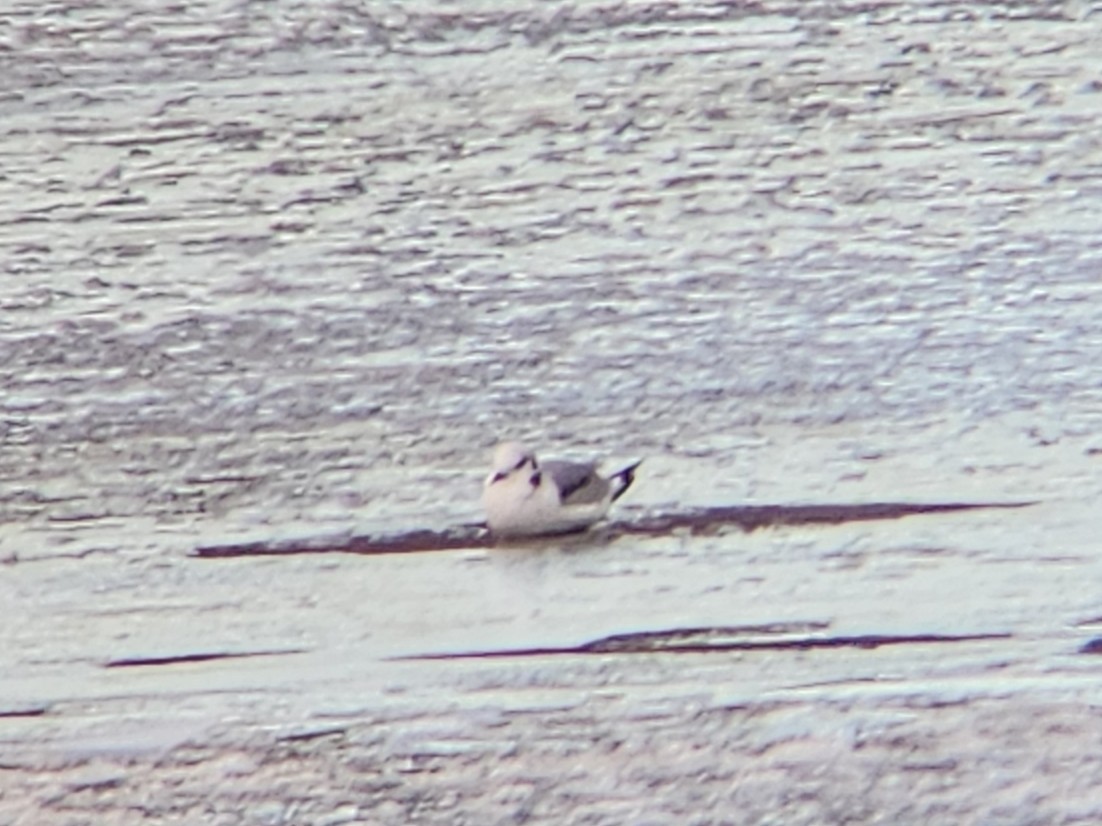 Black-legged Kittiwake - ML645680554