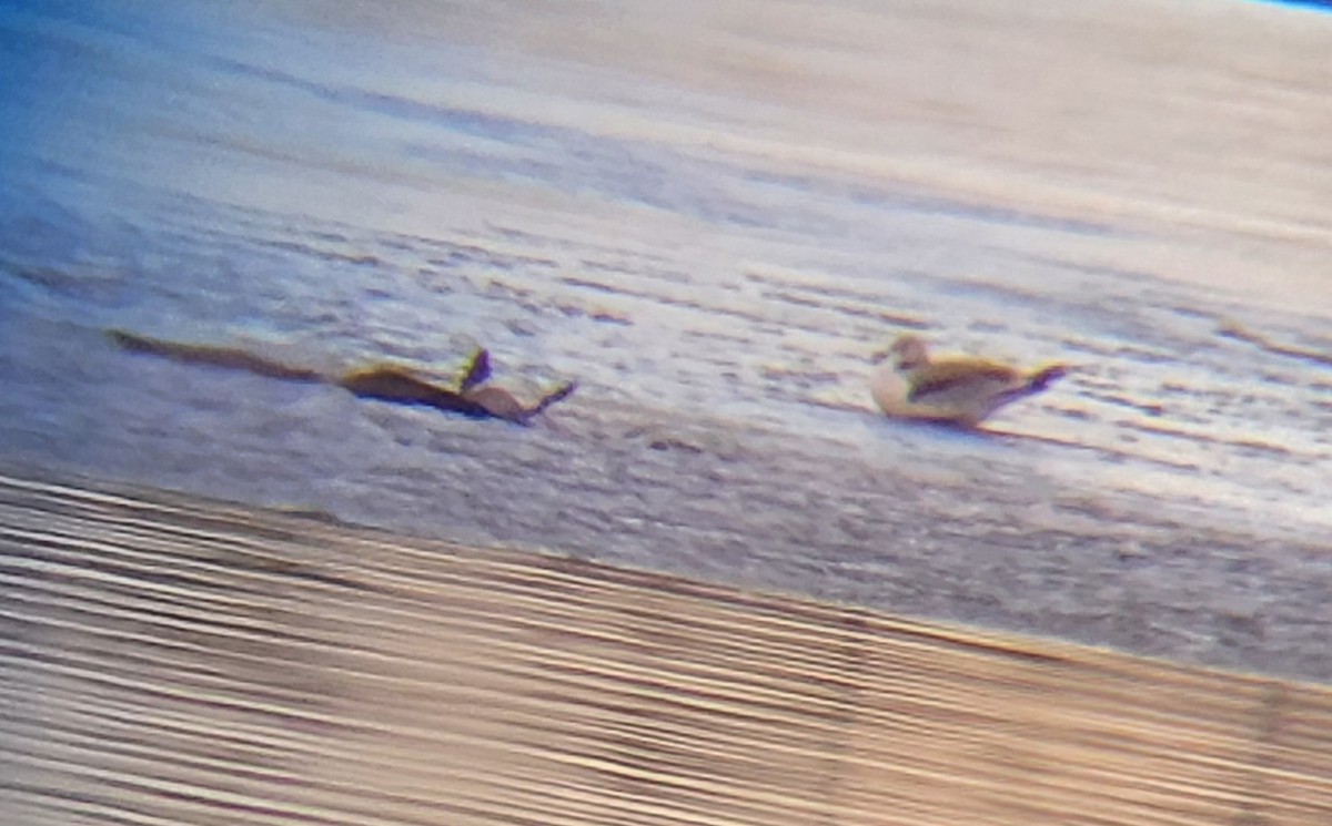 Black-legged Kittiwake - ML645680555