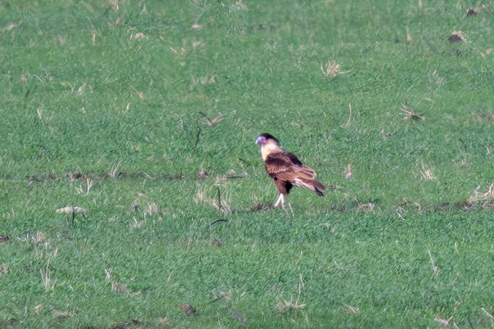 Crested Caracara - ML645680560