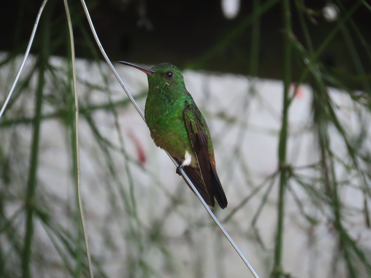 Copper-rumped Hummingbird - ML645680563