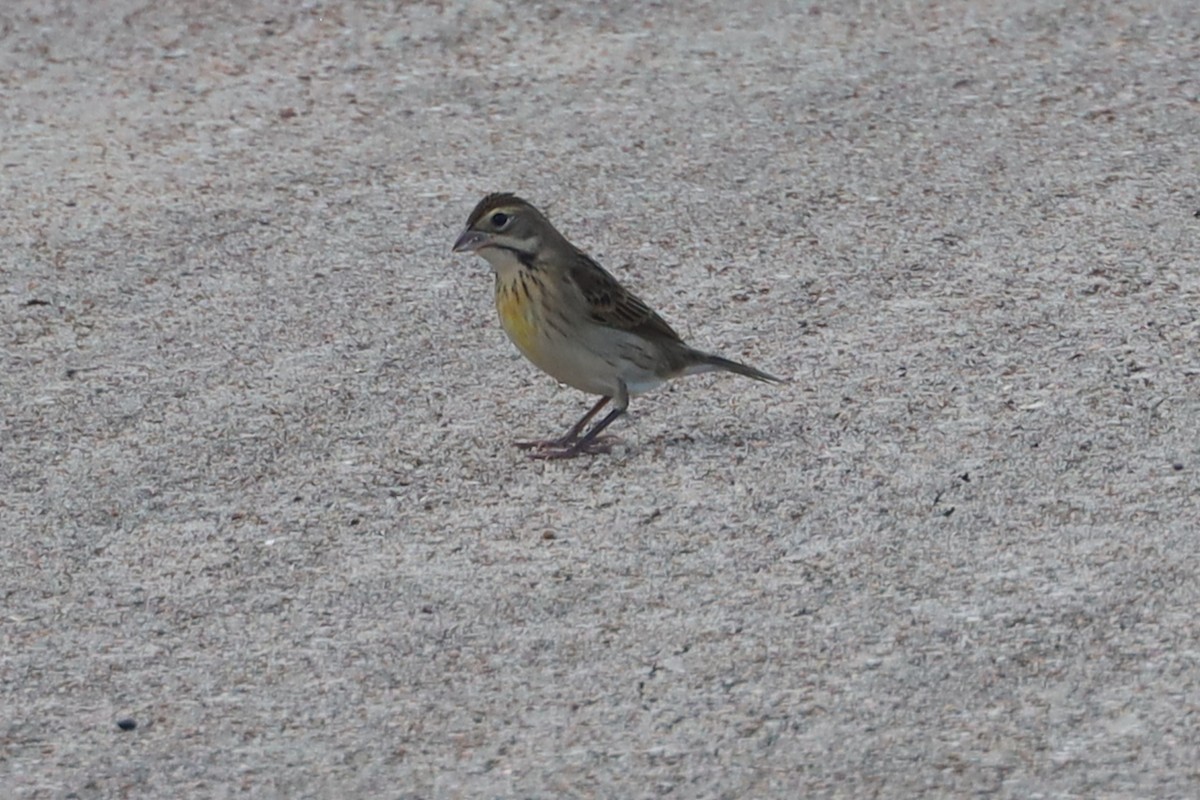Dickcissel - ML645680578