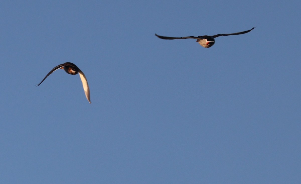 Zerra ertaina - ML645680599