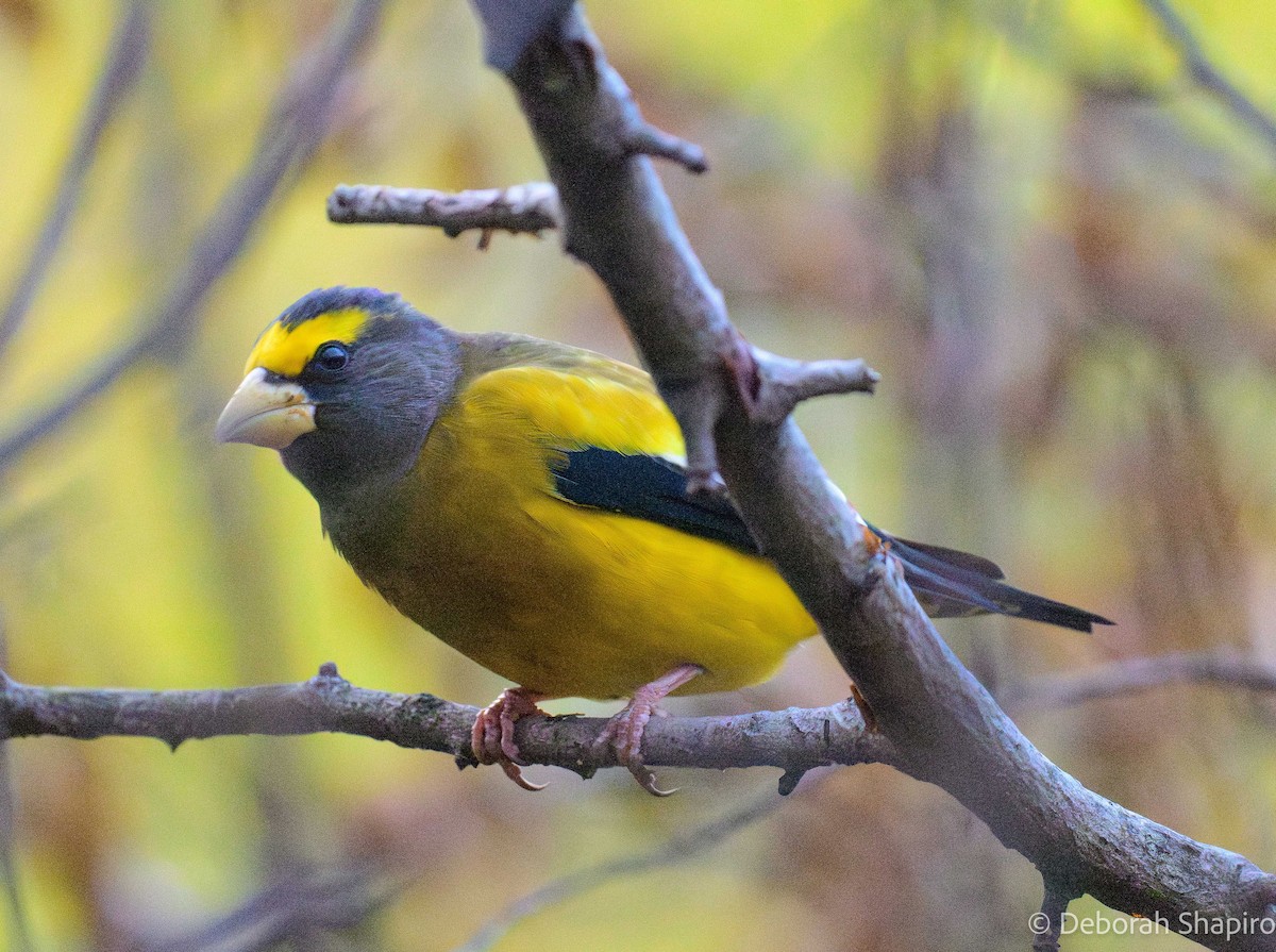 Evening Grosbeak - ML645680617
