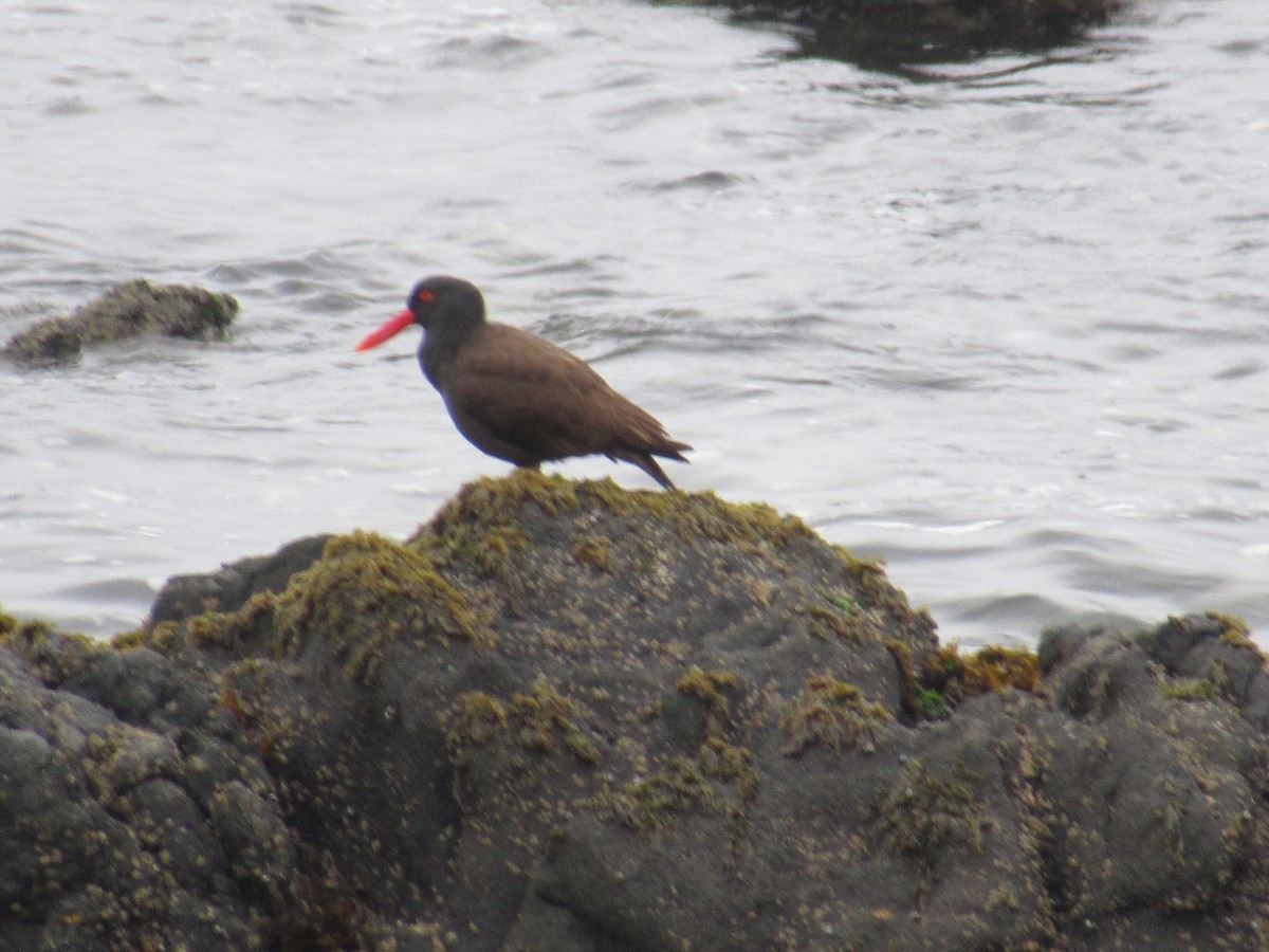 ミナミクロミヤコドリ - ML645680637