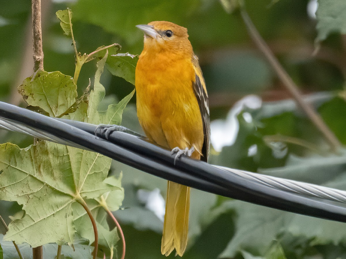 eBird Checklist - 23 Aug 2025 - Mon domicile rue des merles, beloeil ...