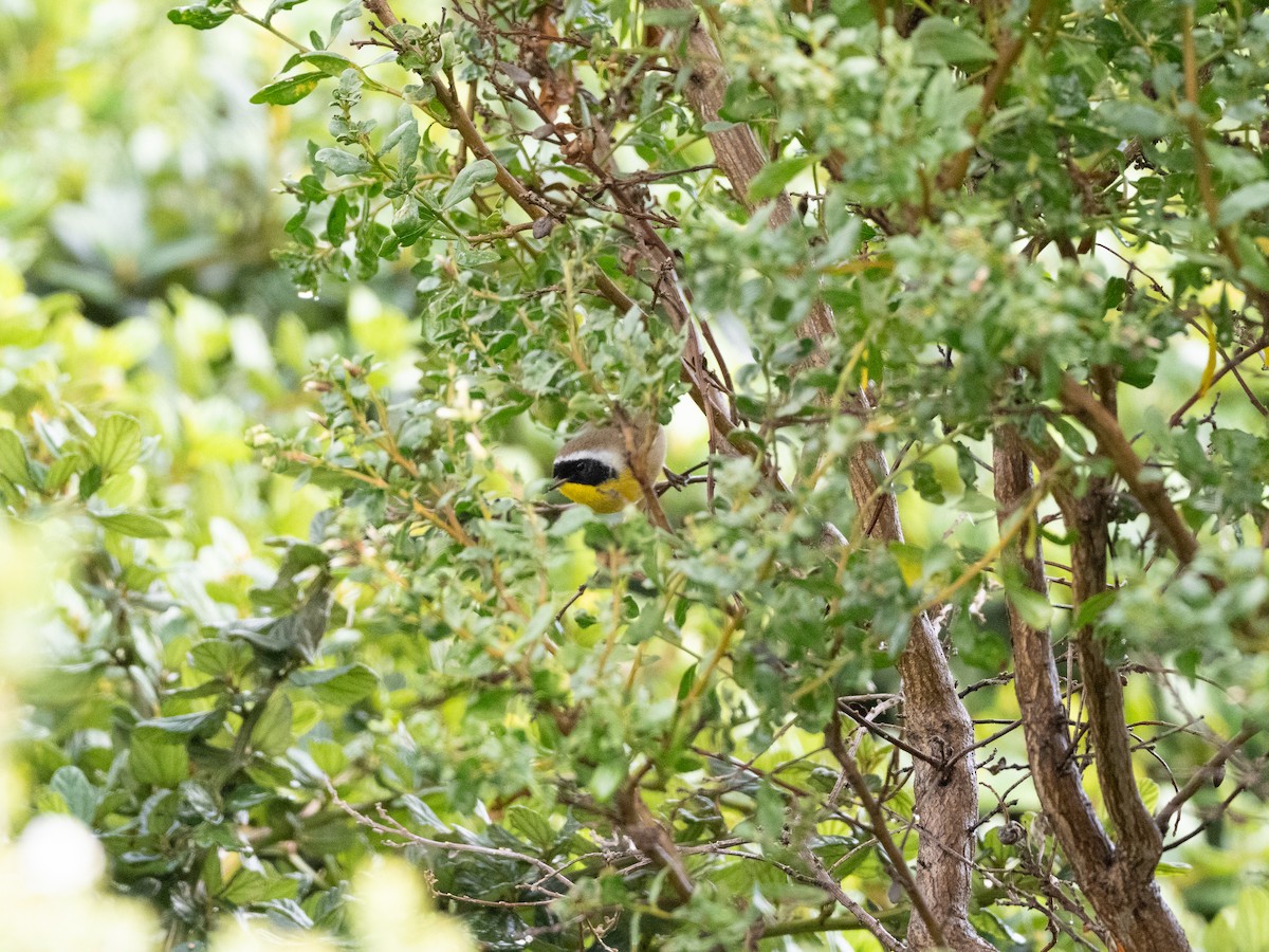 Common Yellowthroat - ML645680649