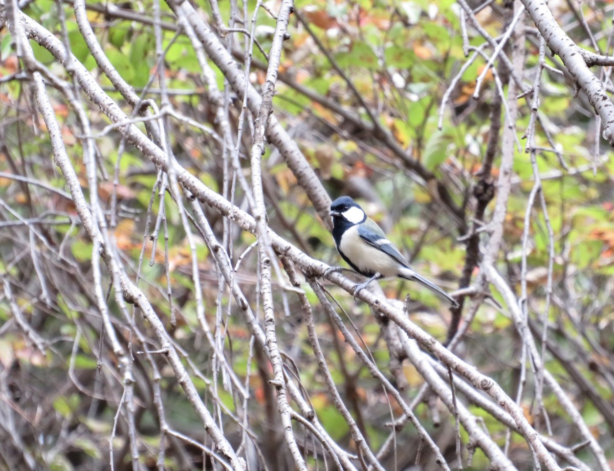 Asian Tit - ML645680668