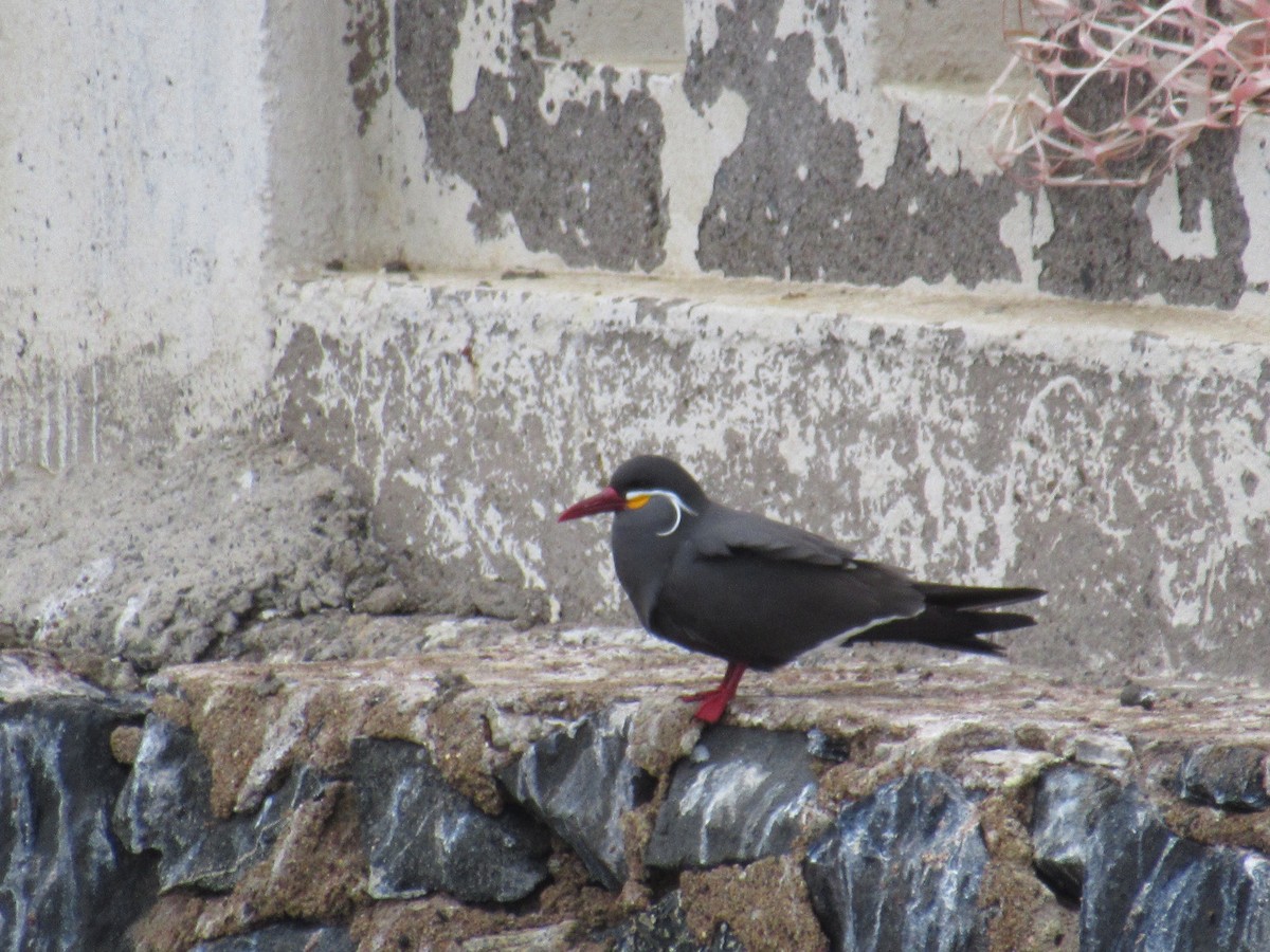 インカアジサシ - ML645680670