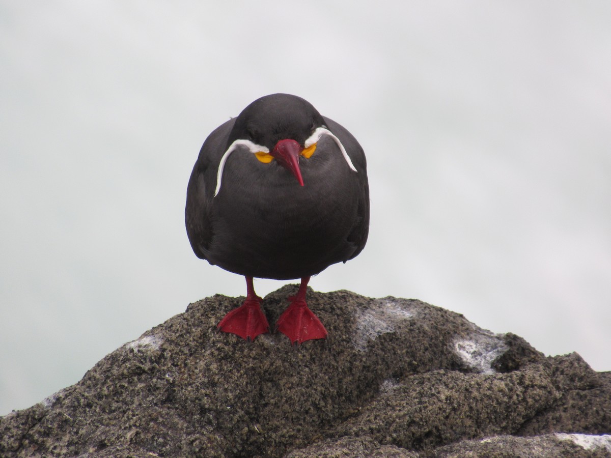 インカアジサシ - ML645680671