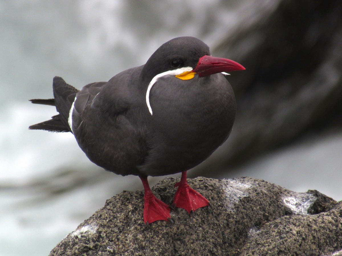 インカアジサシ - ML645680672