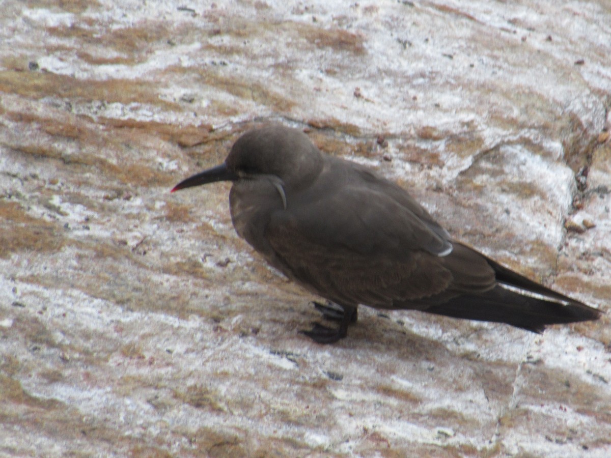 インカアジサシ - ML645680673