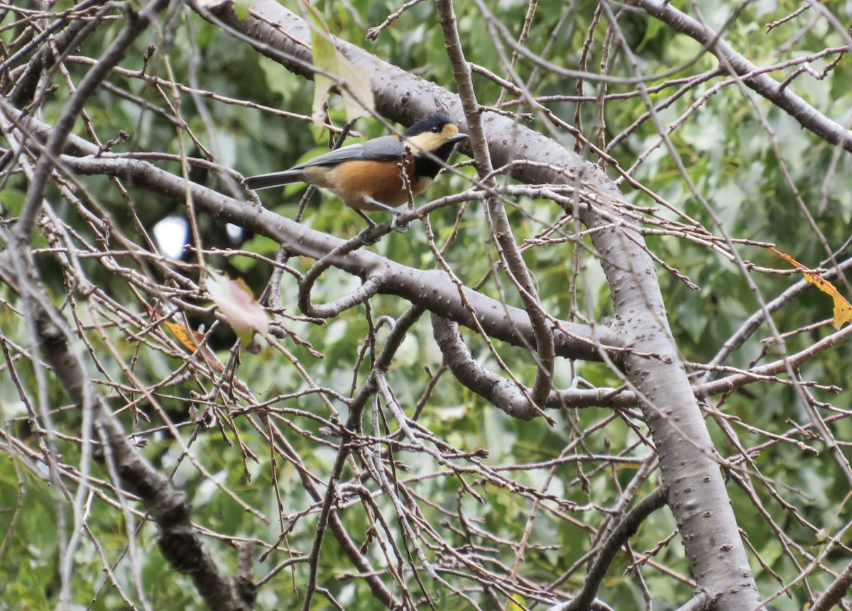 Varied Tit - ML645680675