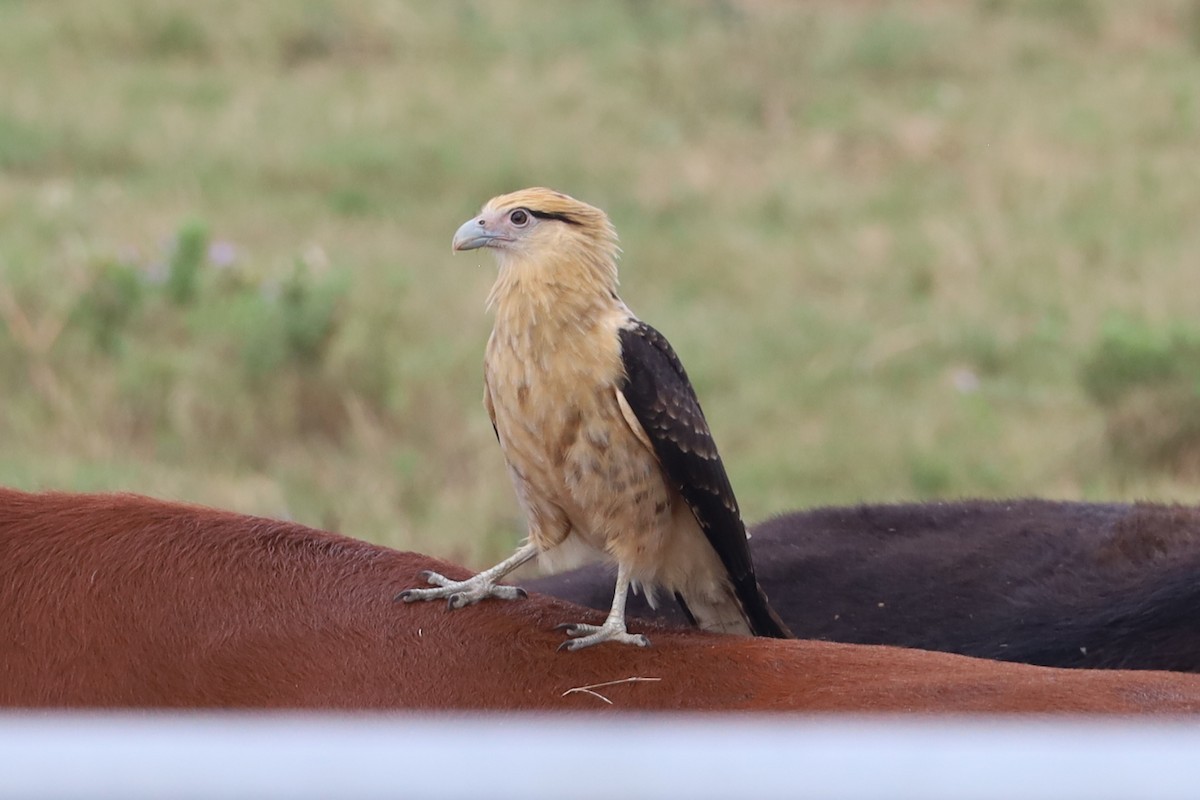 Yellow-headed Caracara - ML645680679