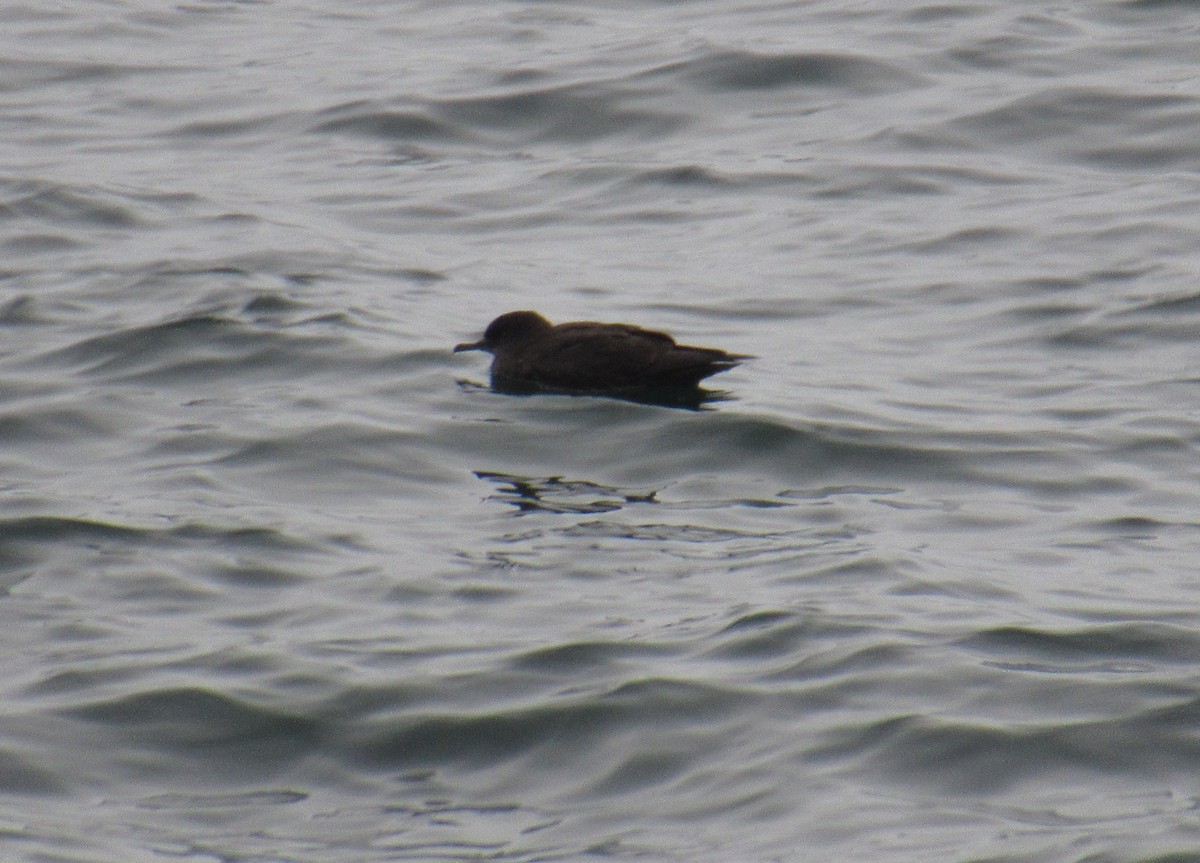 ハイイロミズナギドリ - ML645680685