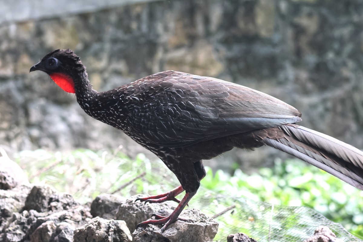 Haubenguan - ML645680689