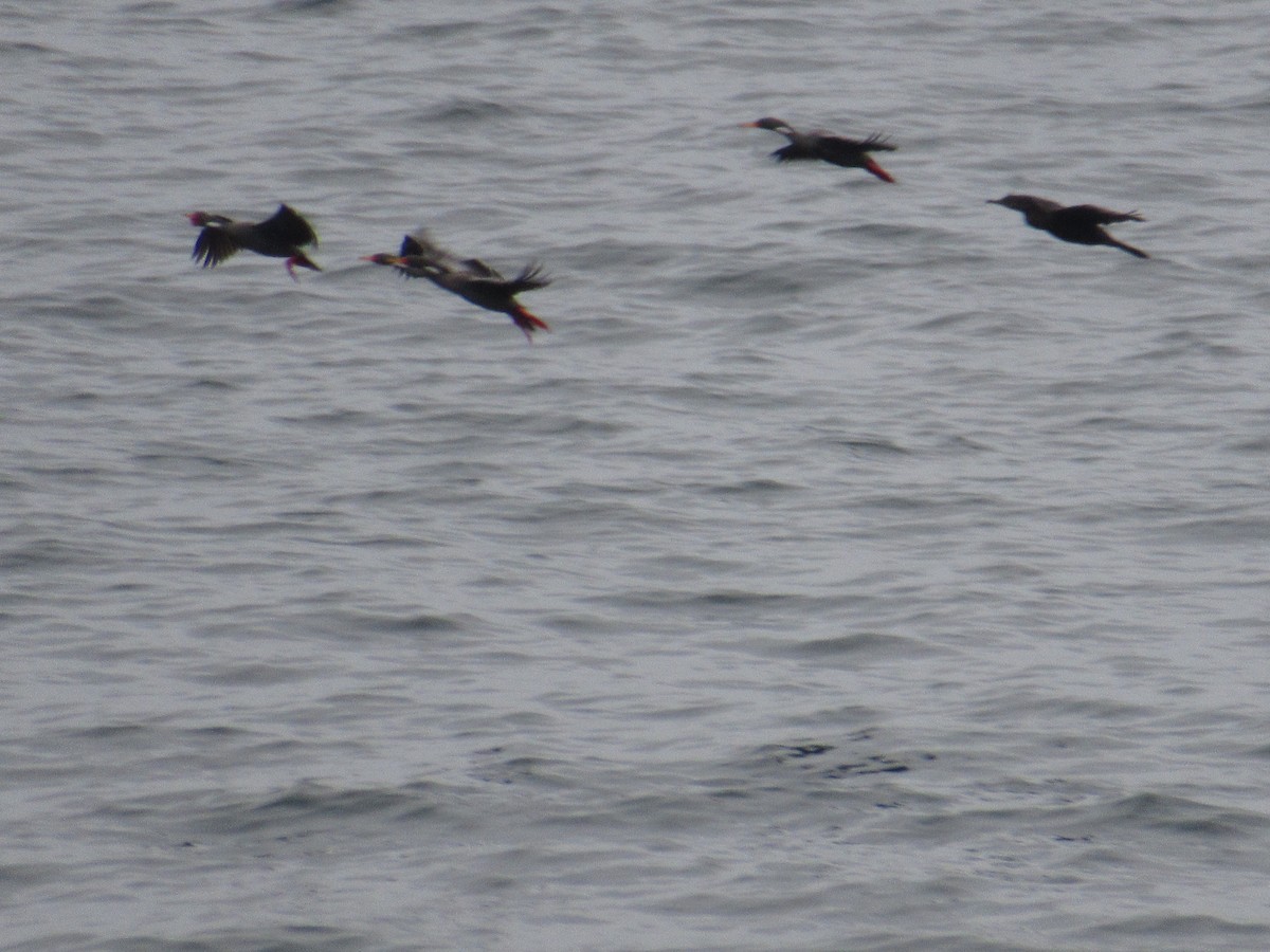 サカツラウ - ML645680691