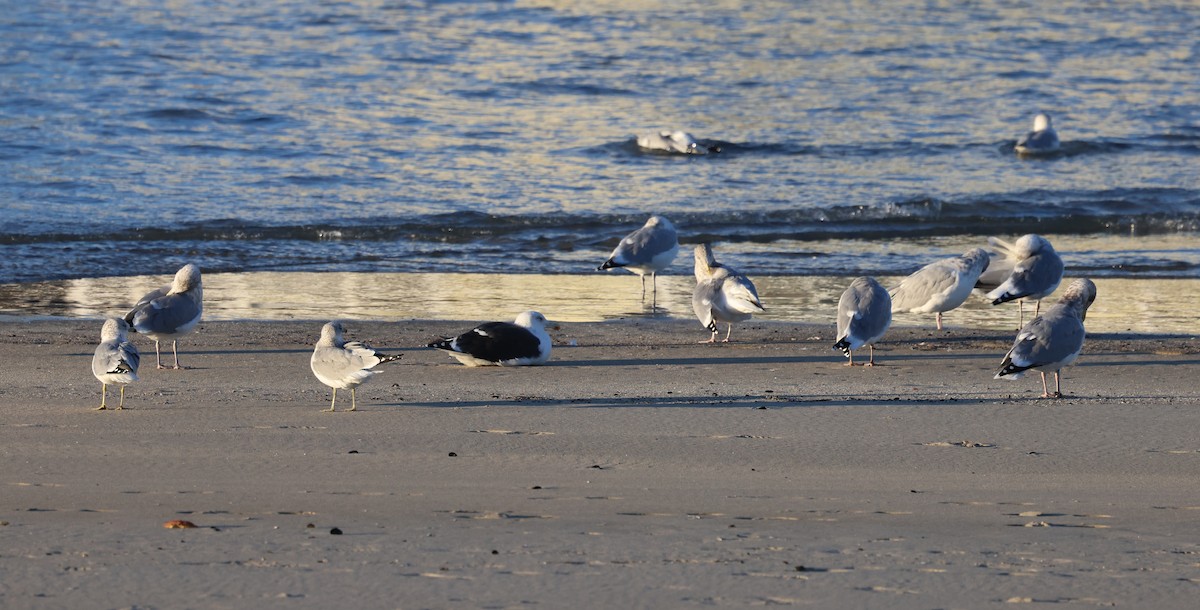 Kaio beltza - ML645680701