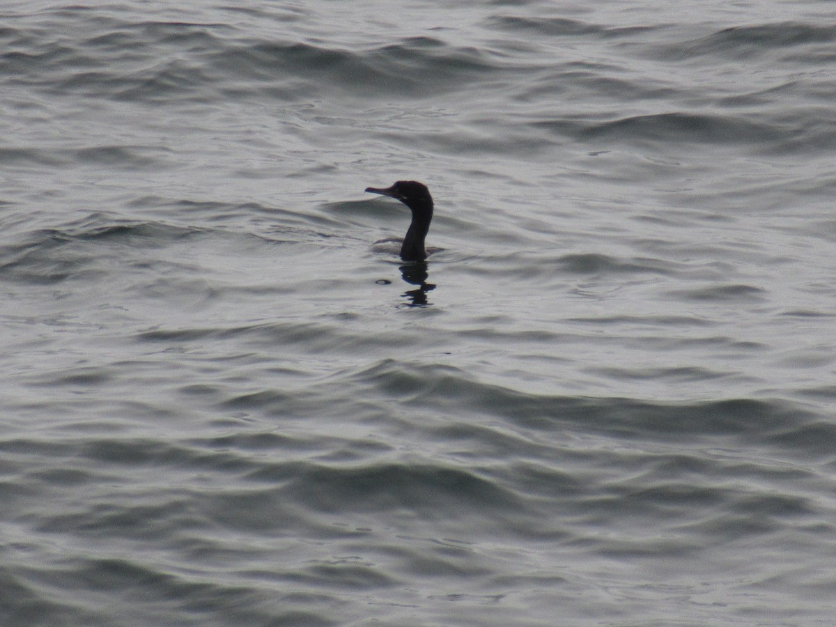 ナンベイヒメウ - ML645680705