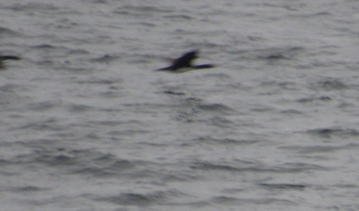 グアナイムナジロヒメウ - ML645680708