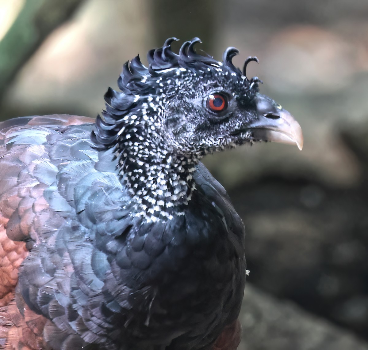 Kronenhokko - ML645680709