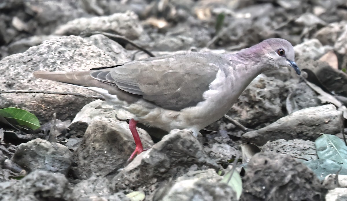 Blauringtaube - ML645680717