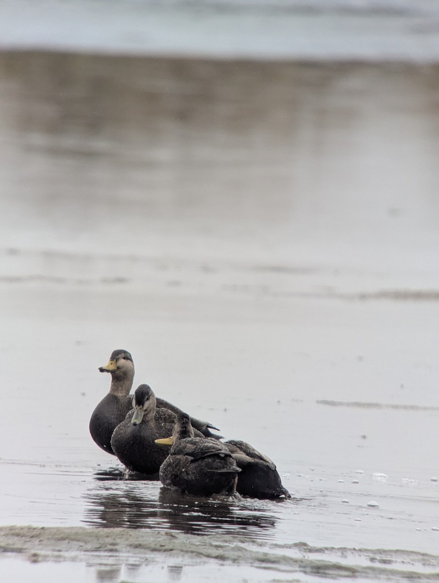 American Black Duck - ML645680720