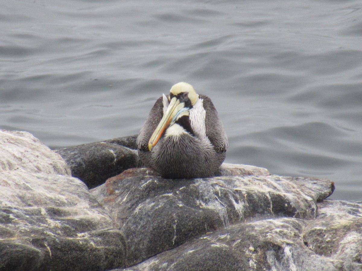 ペルーペリカン - ML645680721