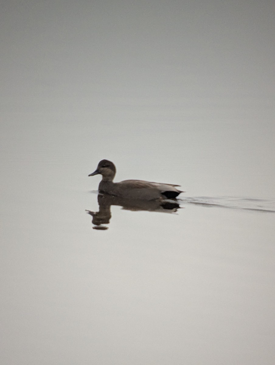 Gadwall - ML645680726