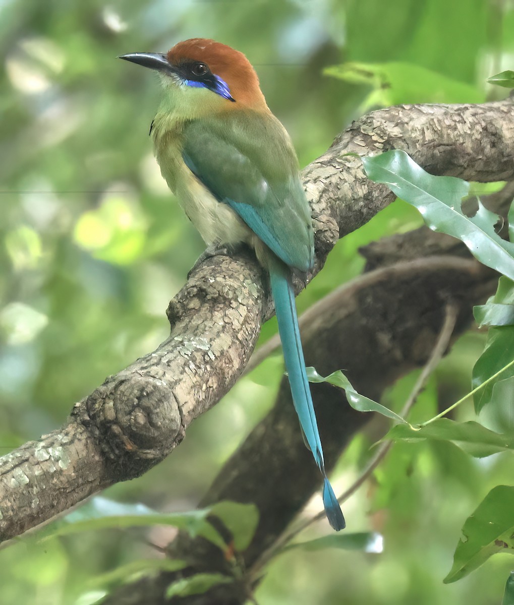 Braunscheitelmotmot - ML645680727