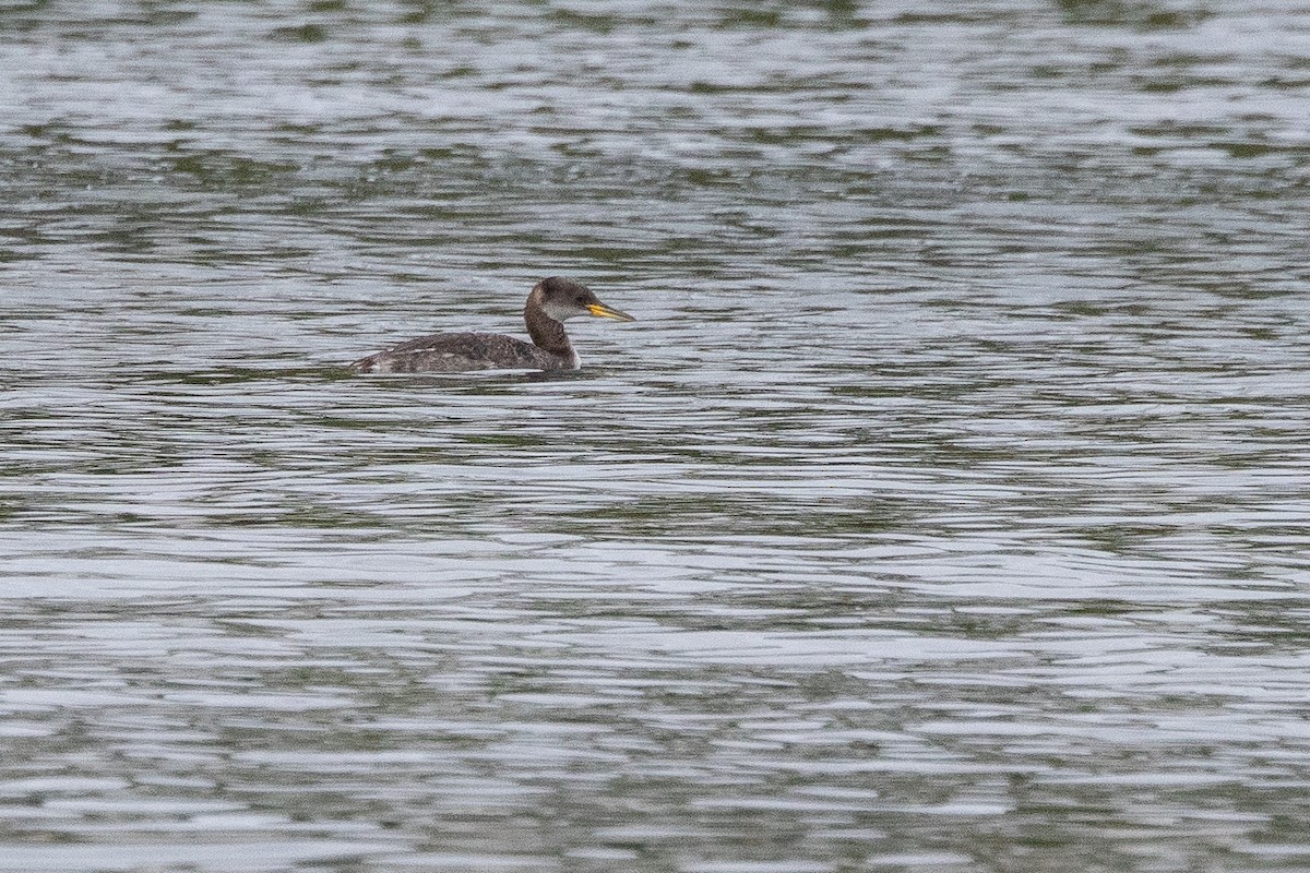 Murgil lepagorria - ML645680728