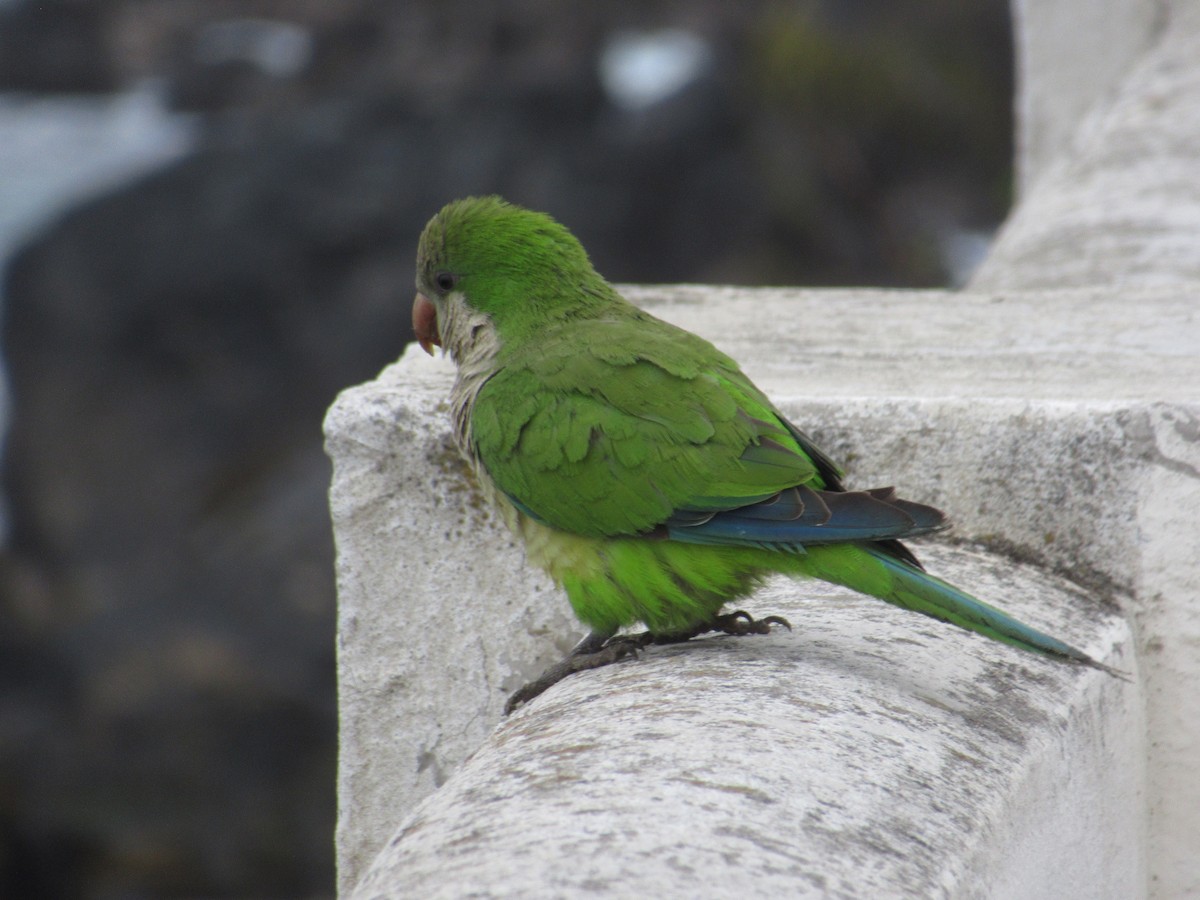 オキナインコ - ML645680730