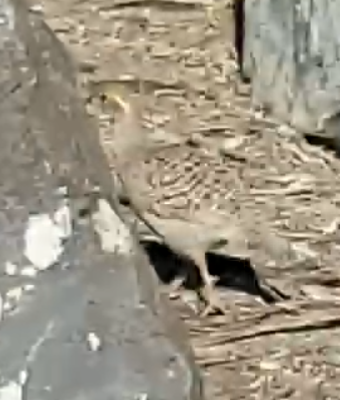 Gray Francolin - ML645680741