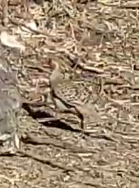 Gray Francolin - ML645680742