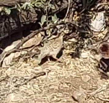 Gray Francolin - ML645680743