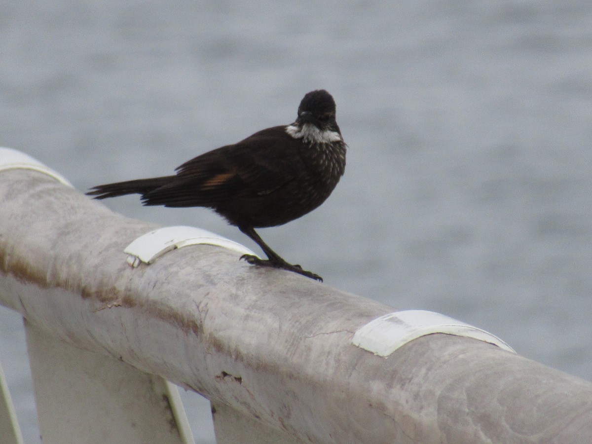 ウミベカマドドリ - ML645680745