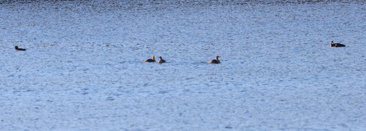 Zerra ertaina - ML645680757