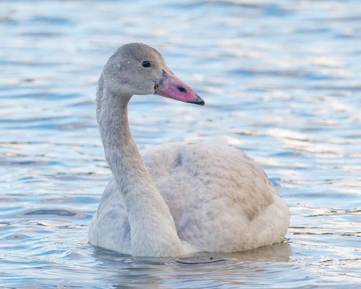 Tundra Swan - ML645680763