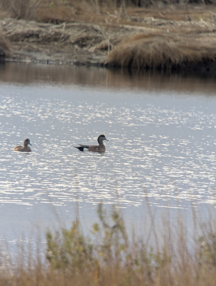 American Wigeon - ML645680778
