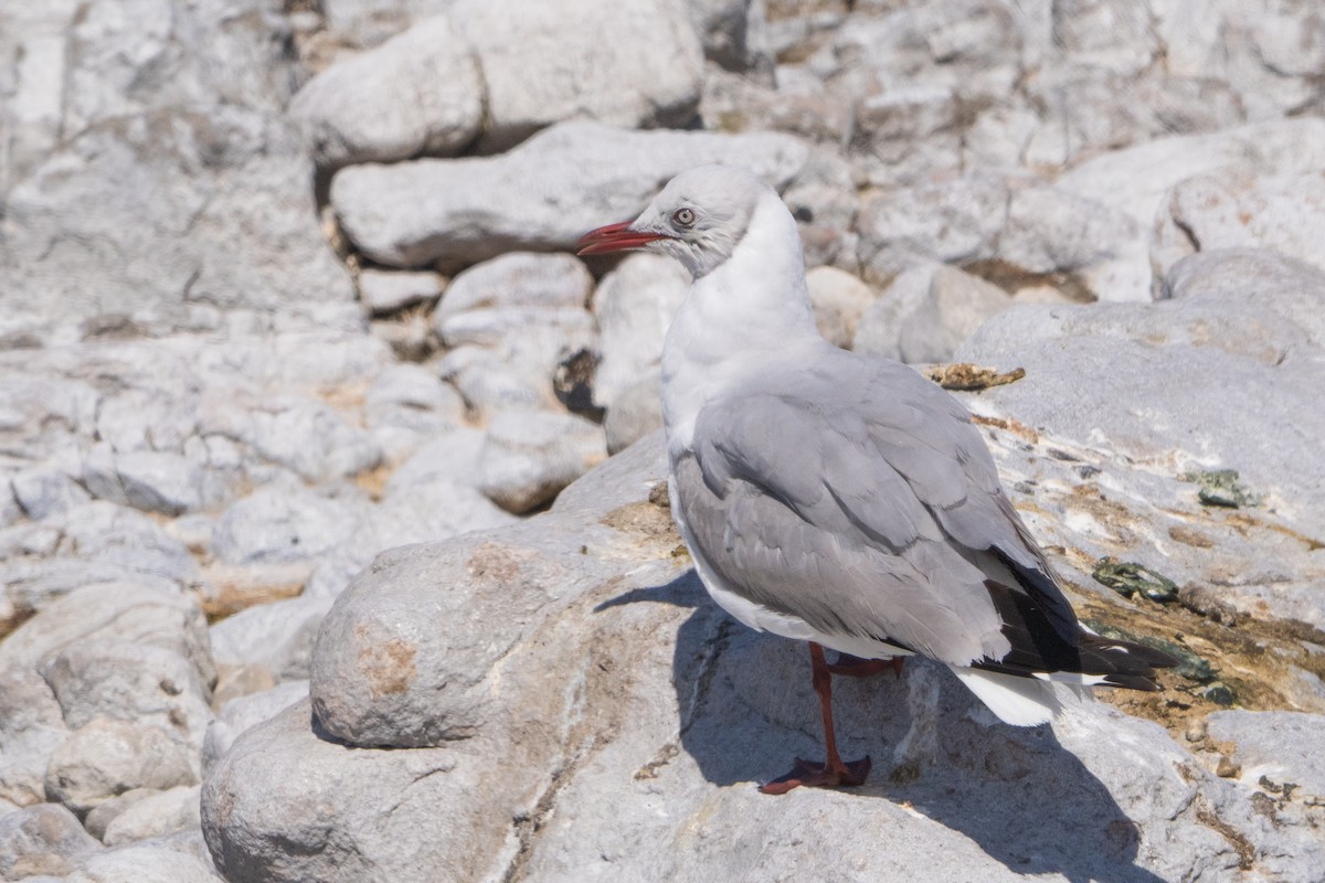 Gray-hooded Gull - ML645680779