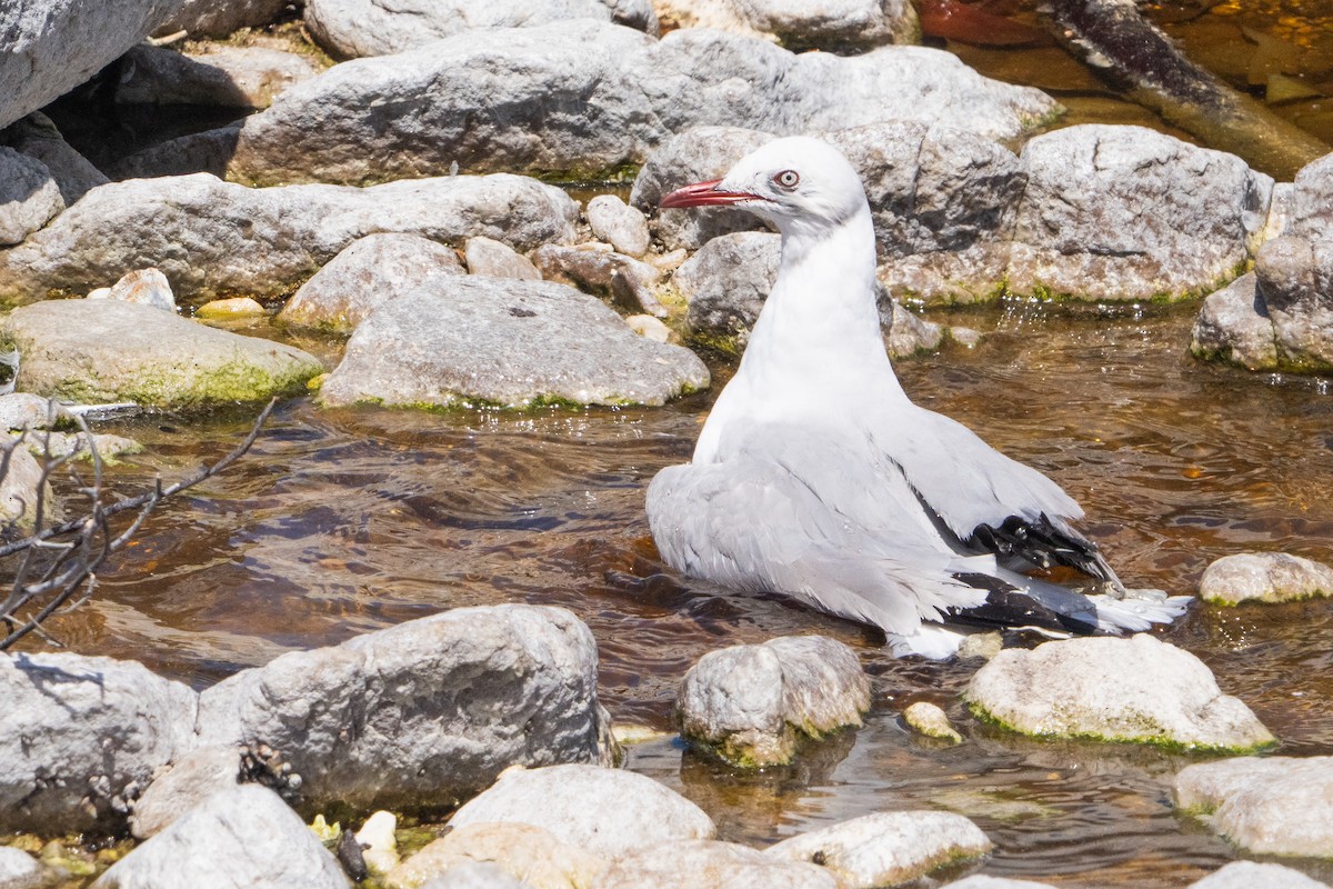 Gray-hooded Gull - ML645680780