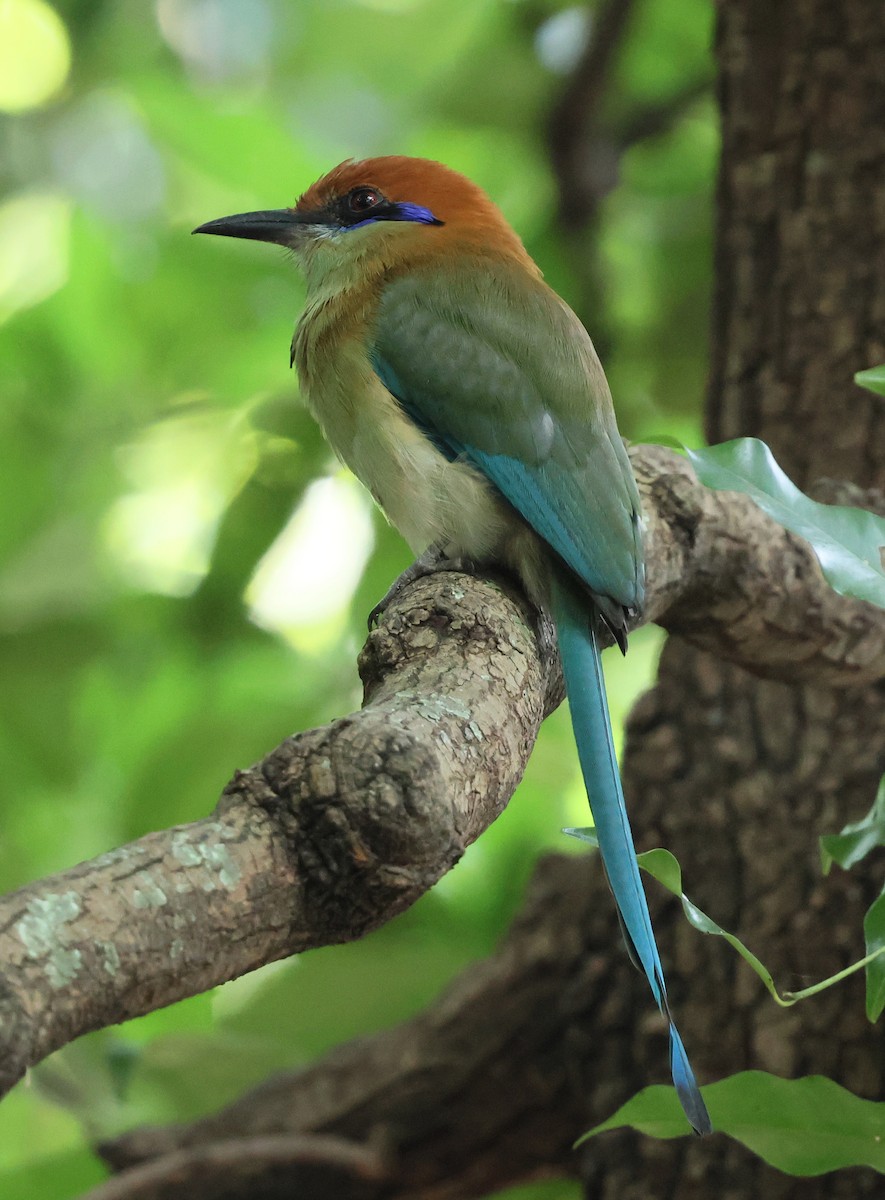 Braunscheitelmotmot - ML645680786