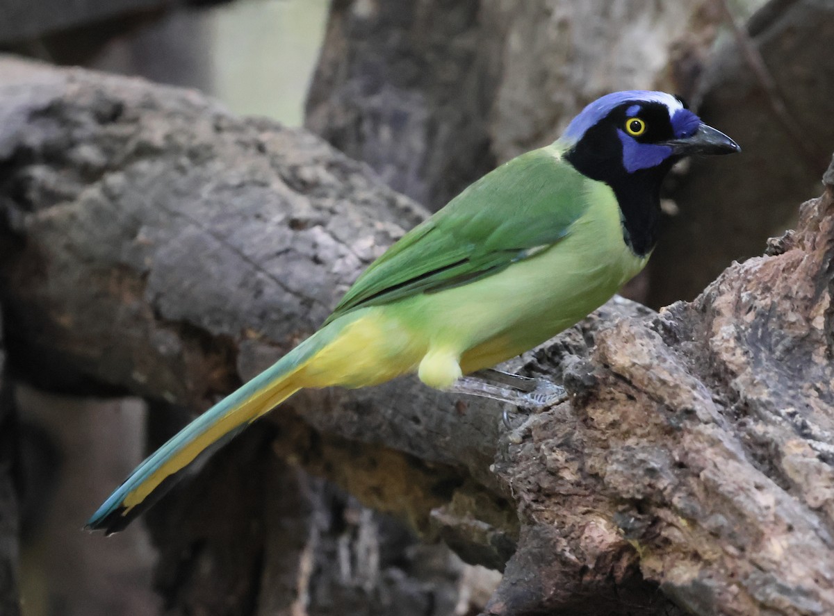 Inkablaurabe - ML645680791