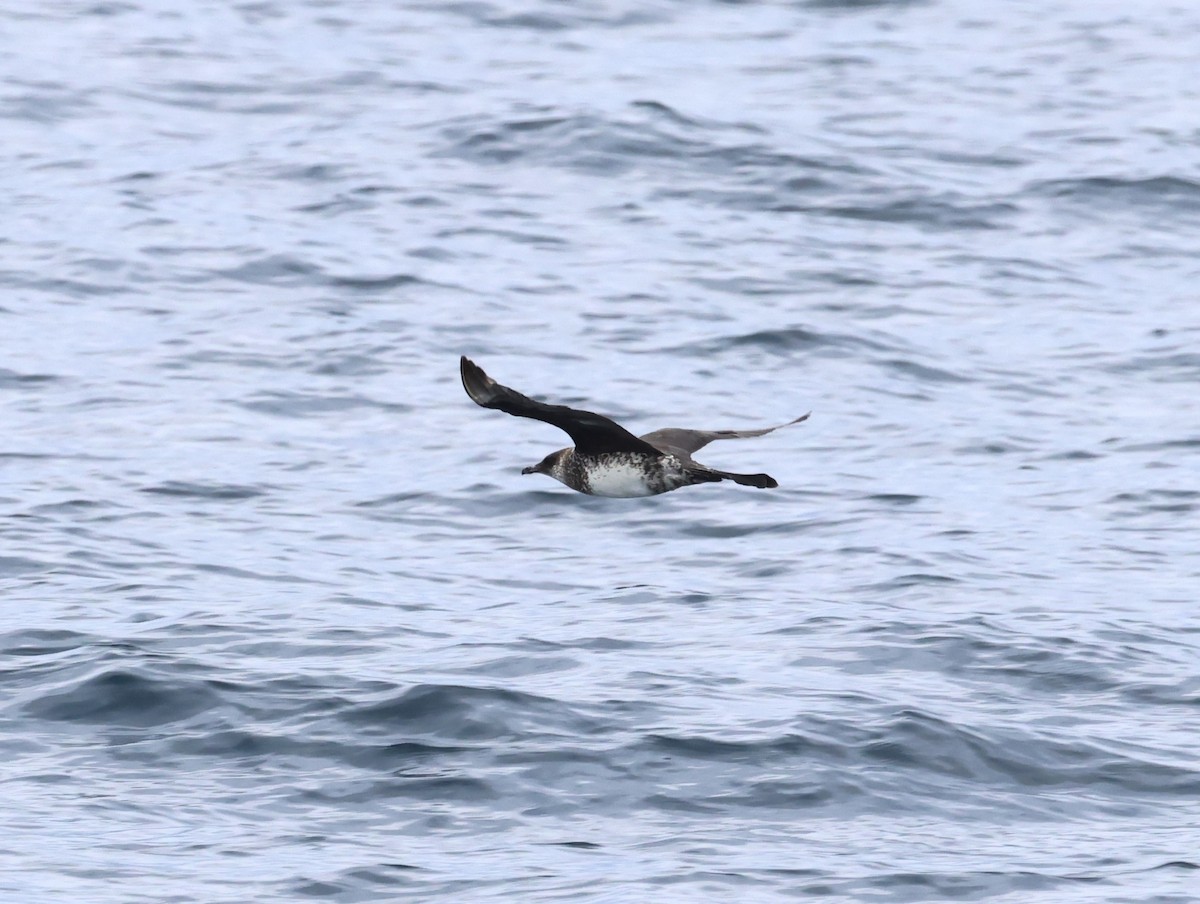 Marikaka isatsbihurra - ML645680795