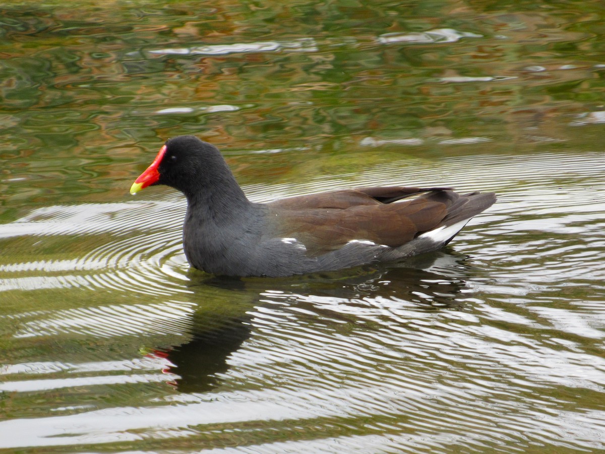 Gallinule d'Amérique - ML645680807