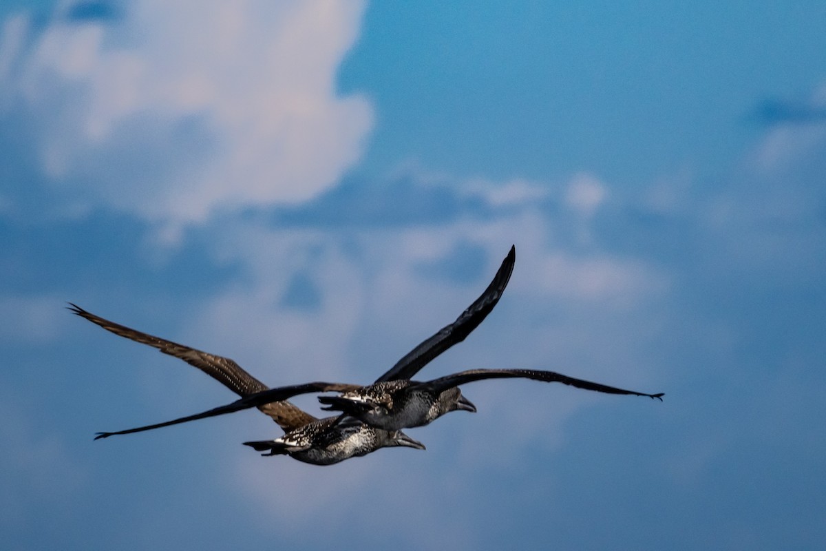 Northern Gannet - ML645680814
